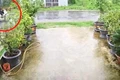 Cây phượng ngã đổ làm dứt dây điện, khiến 2 người bị điện giật tử vong
