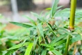 Xông hơi trị cảm lạnh như thế nào để tốt cho sức khỏe?