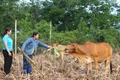 Đak Pơ tạo sinh kế bền vững cho người nghèo