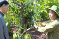 Canh tác thông minh, thu lợi tiền tỷ 