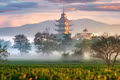 Giữ hương chè Biển Hồ 