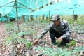 Kon Tum: Cấp mã vùng trồng sâm Ngọc Linh có sơ xuất