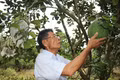 Xây dựng thương hiệu nông sản theo quy mô vùng