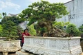 Cây chòi mòi “Thiền sư” là một trong những tác phẩm ở vườn bonsai Vũ Nguyễn hội đủ các yếu tố “cổ, kỳ, mỹ, văn”. Ảnh: K.P