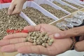 Giá cà phê hôm nay 16-5: Mất mốc quan trọng