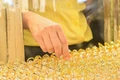 Giá vàng giảm rất mạnh