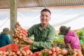Mùa vải ngọt ở Tây Nguyên