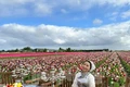Người Việt lạc lối giữa cánh đồng hoa tulip như cổ tích ở Hà Lan