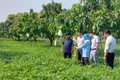 PHÁT TRIỂN CÂY LẠC TRÊN ĐẤT SẢN XUẤT KÉM HIỆU QUẢ - GIẢI PHÁP PHÁT TRIỂN BỀN VỮNG