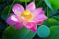 Những mùa sen 