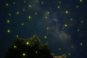 Ngắm đom đóm trên phố núi Pleiku