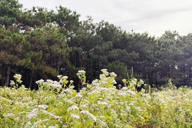 Thân thương mùa hoa bông bay 