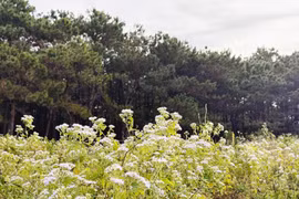 Thân thương mùa hoa bông bay 