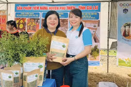 Trà hoa hòe của Hợp tác xã Nông nghiệp Dịch vụ Đức Thành Đạt (xã Ia Sol) là 1 trong 16 sản phẩm tham gia đánh giá, phân hạng sản phẩm OCOP huyện Phú Thiện năm 2025. Ảnh: Vũ Chi