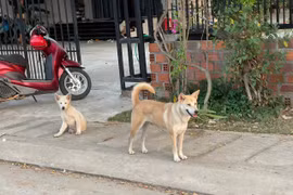 Tình trạng chó thả rông và không tiêm phòng vắc xin là nguyên nhân chính dẫn tới bệnh dại. Ảnh: Vũ Chi