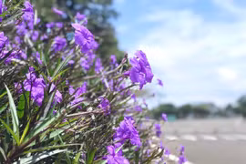 Tím chiều thương nhớ