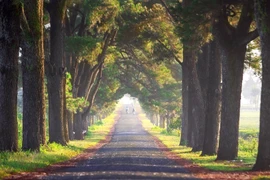 Dưới những tàng thông