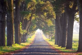 Dưới những tàng thông