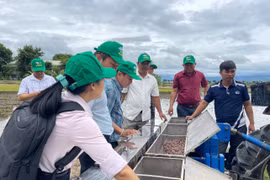 Các đại biểu tham quan thực tế mô hình sử dụng công cụ dúi phân cơ giới kết hợp với sạ lúa tại cánh đồng xã Ia Tul. Ảnh: Vũ Chi