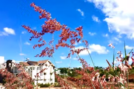 Cao nguyên mùa gió biếc