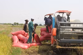 Bà con nông dân các xã phía Tây tỉnh đang bước vào cao điểm thu hoạch lúa mùa. Ảnh: Vũ Chi