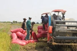 Bà con nông dân các xã phía Tây tỉnh đang bước vào cao điểm thu hoạch lúa mùa. Ảnh: Vũ Chi