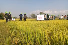 Các hộ dân tham quan mô hình trình diễn sản xuất giống lúa chất lượng cao TBR97 tại hộ gia đình ông Nguyễn Văn Ánh (buôn Chính Hòa, xã Ia Mlah). Ảnh: Hữu Minh