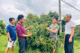 Các thành viên Hợp tác xã Nông nghiệp và dịch vụ Hải Đăng chia sẻ kinh nghiệm trong trồng và chăm sóc cây ăn trái. Ảnh: Vũ Chi