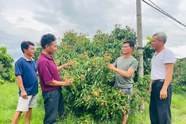 Các thành viên Hợp tác xã Nông nghiệp và dịch vụ Hải Đăng chia sẻ kinh nghiệm trong trồng và chăm sóc cây ăn trái. Ảnh: Vũ Chi