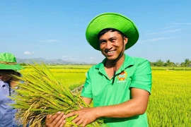 Giống lúa OM468 tại xã Ia Sao cho năng suất vượt trội, mang lại niềm vui cho người nông dân. Ảnh: Vũ Chi