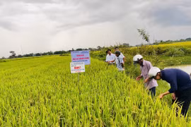Hội thảo đầu bờ mô hình trình diễn giống lúa thuần BĐR57 và BĐR999 tại cánh đồng phường Hòa Bình (thị xã Ayun Pa). Ảnh: Vũ Chi
