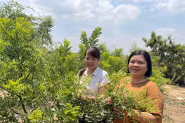 Trước khi triển khai mô hình trồng cà gai leo, chị Bùi Thị Tuyết Nhung (bìa phải, Giám đốc Hợp tác xã Nông nghiệp dịch vụ Đức Thành Đạt đã phát triển 10 ha cây hoa hòe cho thu nhập cao. Ảnh: Vũ Chi