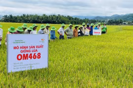 Các đại biểu tham quan mô hình thâm canh giống lúa OM468 tại cánh đồng bôn Hoai. Ảnh: Vũ Chi