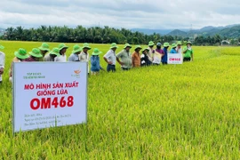 Các đại biểu tham quan mô hình thâm canh giống lúa OM468 tại cánh đồng bôn Hoai. Ảnh: Vũ Chi