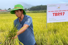 Giống lúa thuần TBR97 tại xã Ia Rmok ước đạt năng suất 80 tạ/ha