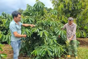 Cà phê là cây trồng chủ lực của tỉnh Gia Lai