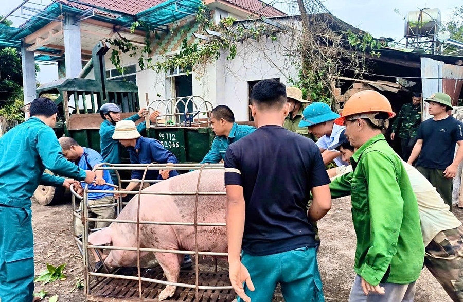 Lực lượng dân quân xã cùng người dân tháo dỡ, vận chuyển vật dụng sinh hoạt, vật nuôi đến nơi an toàn bằng xe tải. Ảnh: Minh Phương anh-di-doi-tai-san-2.jpg