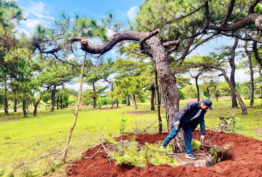Một cây thông có dáng đẹp đã bị đối tượng đào quanh gốc, bọc nilon thành bầu chuẩn bị bứng cây, vận chuyển đi tiêu thụ. Ảnh: Minh Phương t1.jpg