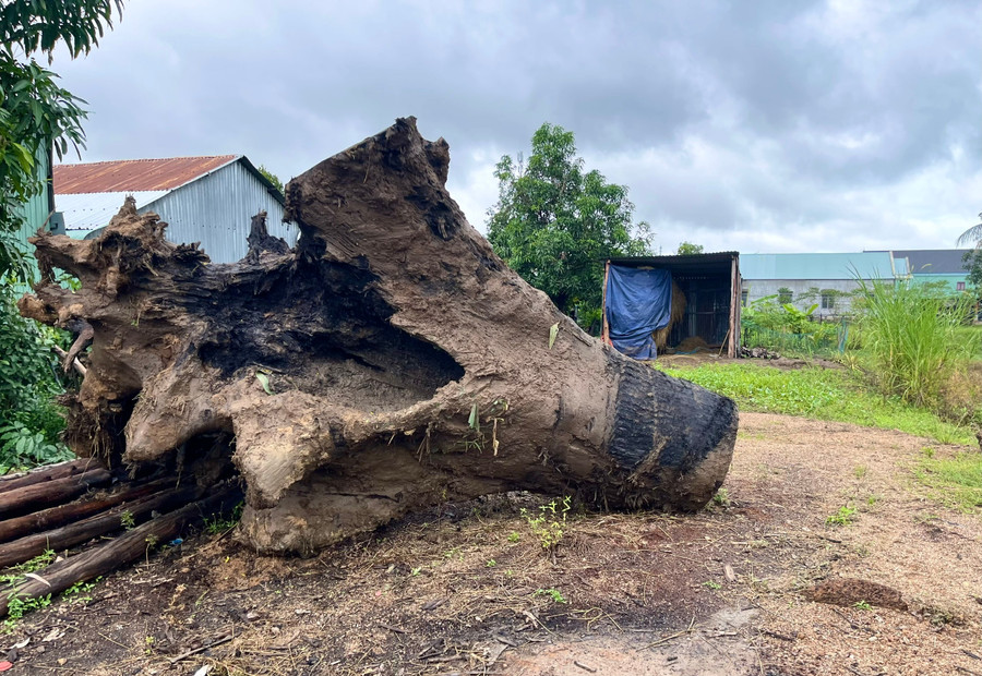 Phần gốc cây đã được nhóm người khai thác tẩu tán tại phần đất trống của gia đình ông Phương (làng Kual, xã Phú Thiện). Ảnh: Minh Phương goc.jpg