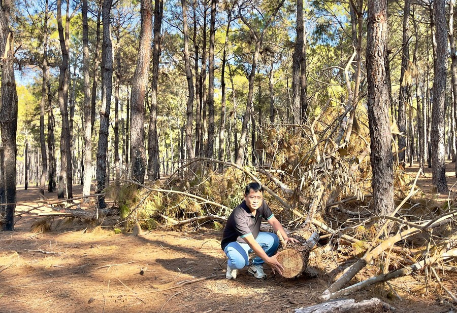 Việc Công ty cổ phần Tập đoàn FLC buông lỏng công tác quản lý đã khiến tình trạng xâm hại rừng thông kéo dài. Ảnh: Minh Phương go-thong.jpg