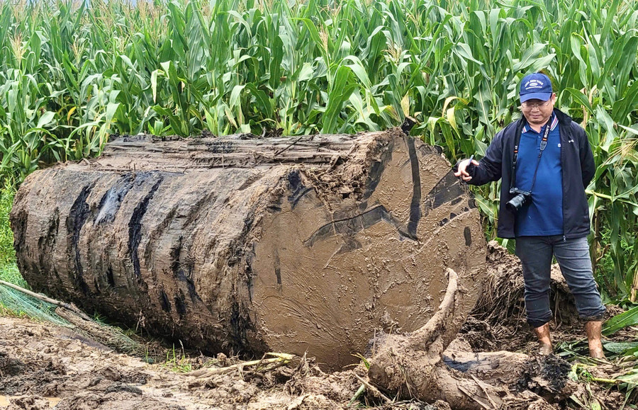 Một đoạn dài chừng 3 m được cắt ra từ thân cây gỗ lớn được phát hiện trong rẫy người dân mà nhóm người khai thác chưa kịp tẩu tán. Ảnh: Minh Phương g4.jpg