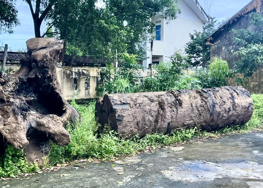 Một phần cây gỗ được đưa về trụ sở Hạt Kiểm lâm huyện Phú Thiện (cũ) quản lý, chờ kết quả xác minh. Ảnh: M.K go-1.jpg