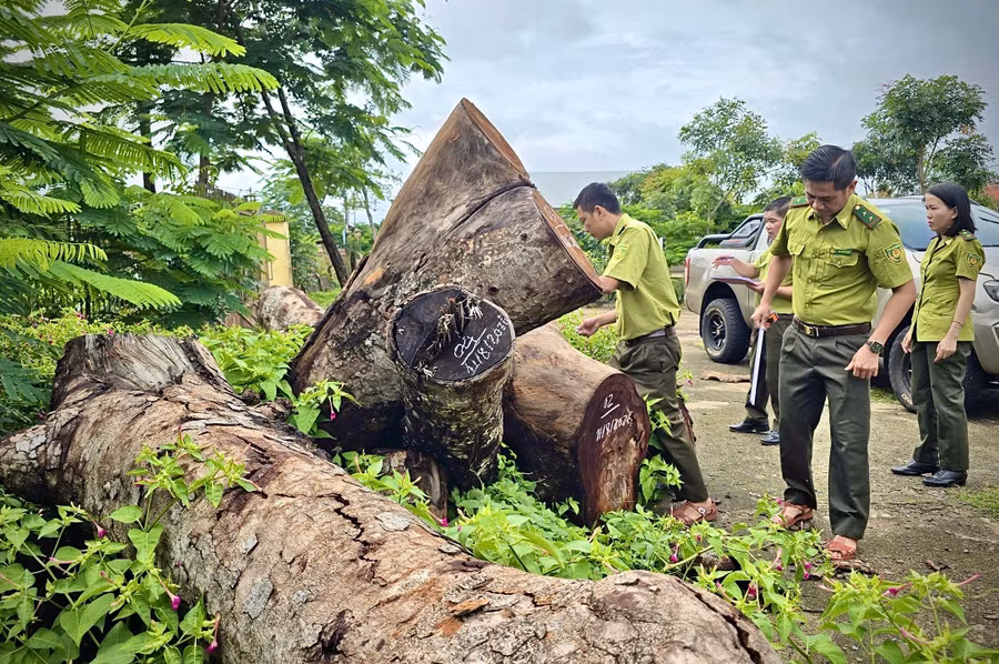 hat-kiem-lam-khu-vuc-chu-se-co-trach-nhiem-phoi-hop-voi-ubnd-xa-ia-hru-hoan-thanh-viec-do-dac-kiem-dem-bao-cao-chi-cuc-kiem-lam-truoc-ngay-15-8.jpg