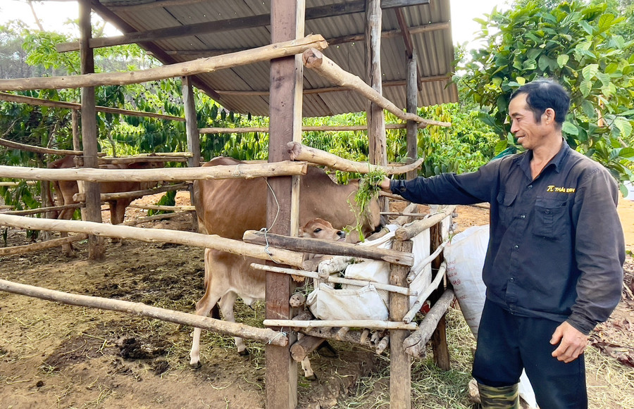 Việc bò giống được hỗ trợ sinh bê con đã trở thành động lực để gia đình ông Giáp Văn Lực (thôn 3, xã Đak Jơ Ta) nỗ lực lao động, vươn lên thoát nghèo. Ảnh: Minh Phương ong-giap-van-luc-thon-3-xa-dak-jo-ta-cho-biet-viec-bo-giong-da-sinh-duoc-be-con-tro-thanh-dong-luc-de-gia-dinh-ong-no-luc-lao-dong-vuon-len-thoat-ngheo.jpg