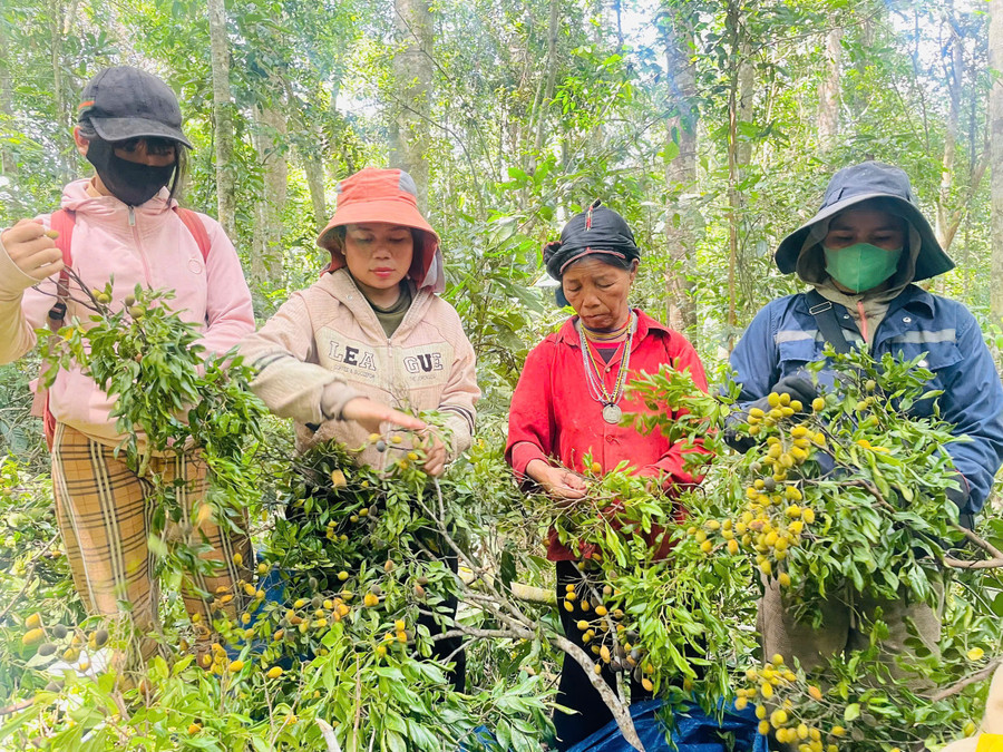 Năm nay, xoay được mùa, được giá nên người dân ở buôn Lưới (xã Sơn Lang) đổ xô vào rừng hái quả. Ảnh: Minh Nguyễn anh-12-nguoi-dan-thu-hai-qua-xoay.jpg