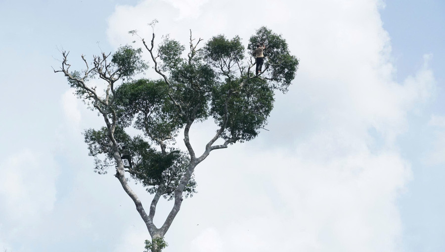 Mặc cho gió thổi hun hút, ngọn cây rung lắc, anh Đinh Văn Vơn vẫn thản nhiên vung dao chặt từng nhánh xoay rơi xuống. Ảnh: Minh Nguyễn anh-8-mac-cho-gio-thoi-hun-hut-ngon-cay-rung-lac-anh-dinh-van-von-van-than-nhien-vung-dao-chat-tung-nhanh-xoay-roi-xuong.jpg