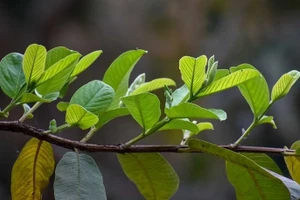 Lá ổi chữa bệnh gì?