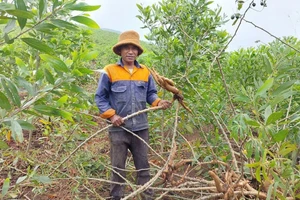 Ông Ngôn (làng Kon Chră, xã Hra, huyện Mang Yang) thu hoạch mì trồng xen vào diện tích rừng keo. Ảnh: N.D