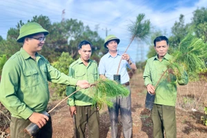 Đòn bẩy để phát triển lâm nghiệp bền vững
