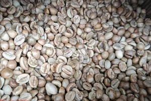 Giá cà phê hôm nay 13-5: Đột ngột lao dốc